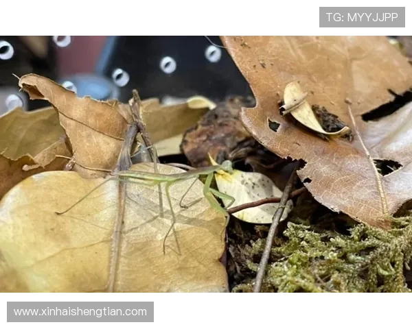 鏍兼媺鍒╀粈閬綉绾㈡暣铔婄璐﹀崟锛屽ぇ鏂归厤鍚堝紩鐑 鏍兼媺鍒╀粈閬綉绾㈡暣铔婄璐﹀崟锛屽ぇ鏂归厤鍚堝紩鐑
